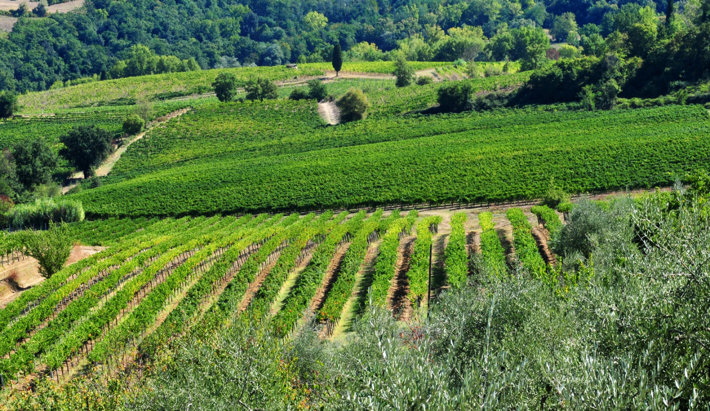 Cesani Panorama vigne 2