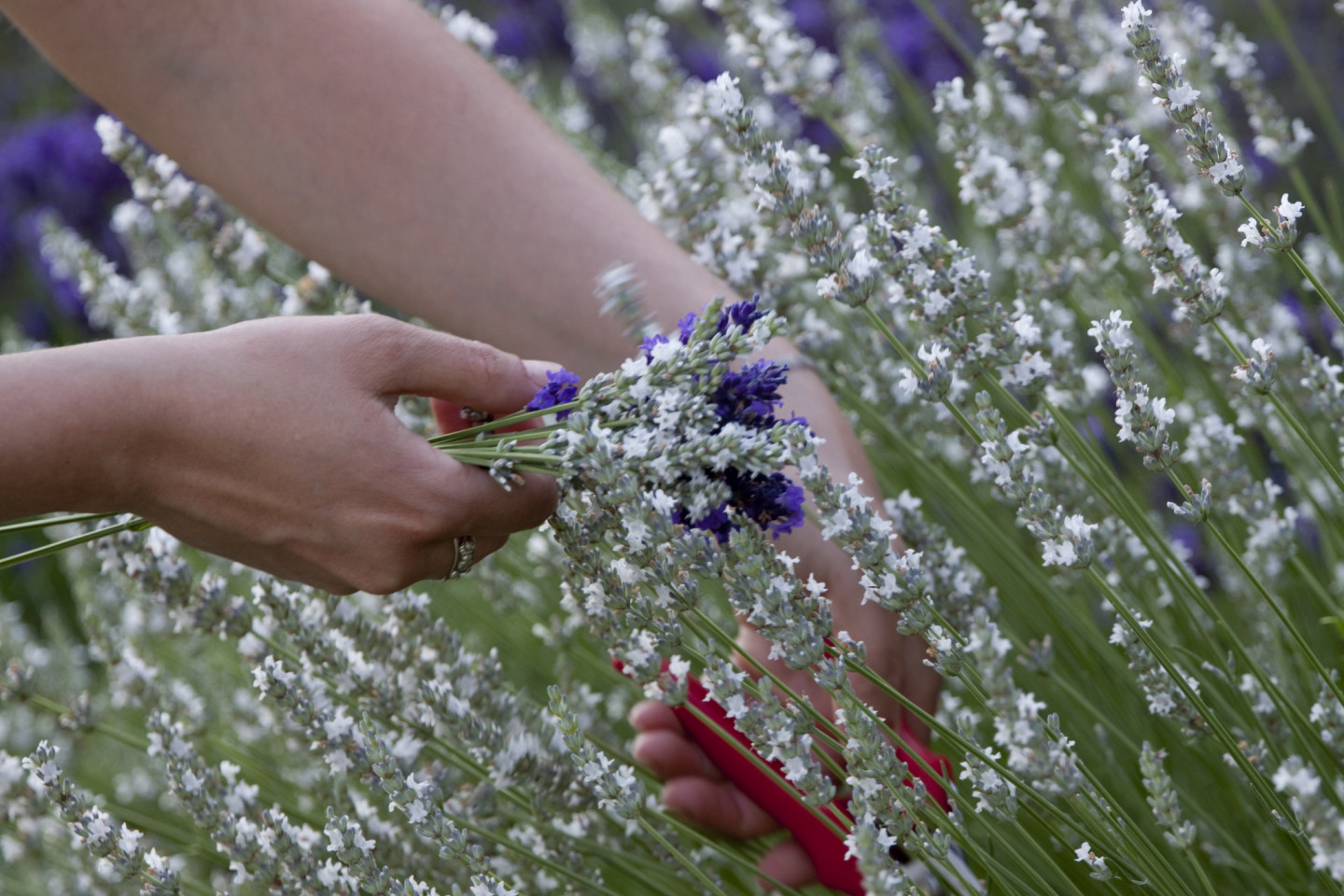 harvesting lavender