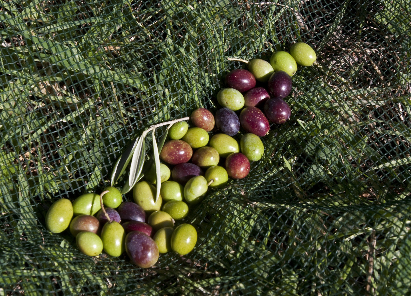 olive mix