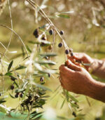 olio Azienda Agricola Montecastelli