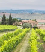 terre olio La Rasina