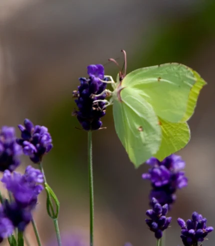 olio essenziale alla lavanda