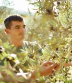 raccolta olive primo olio