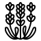 Lavanda